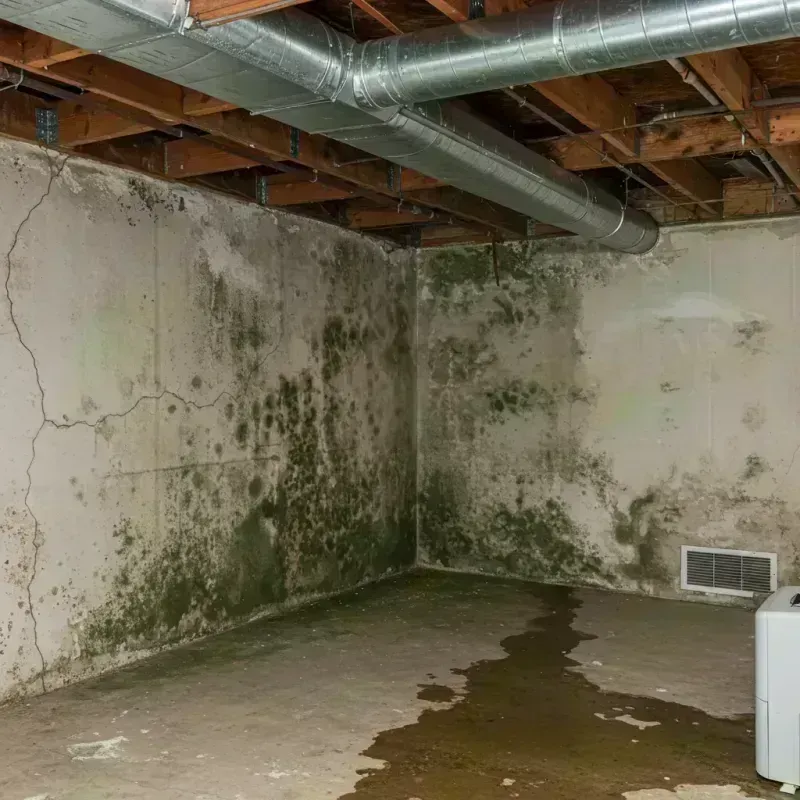 Professional Mold Removal in Elk Grove Village, IL